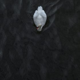 Vltava Swan